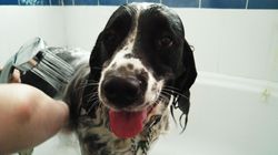 Poznaj zdrowotne korzyści z posiadania psa