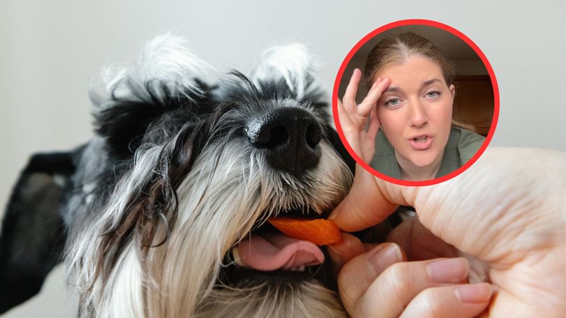 Tych produktów nigdy nie dawaj psu. Niektóre mogą zaskoczyć