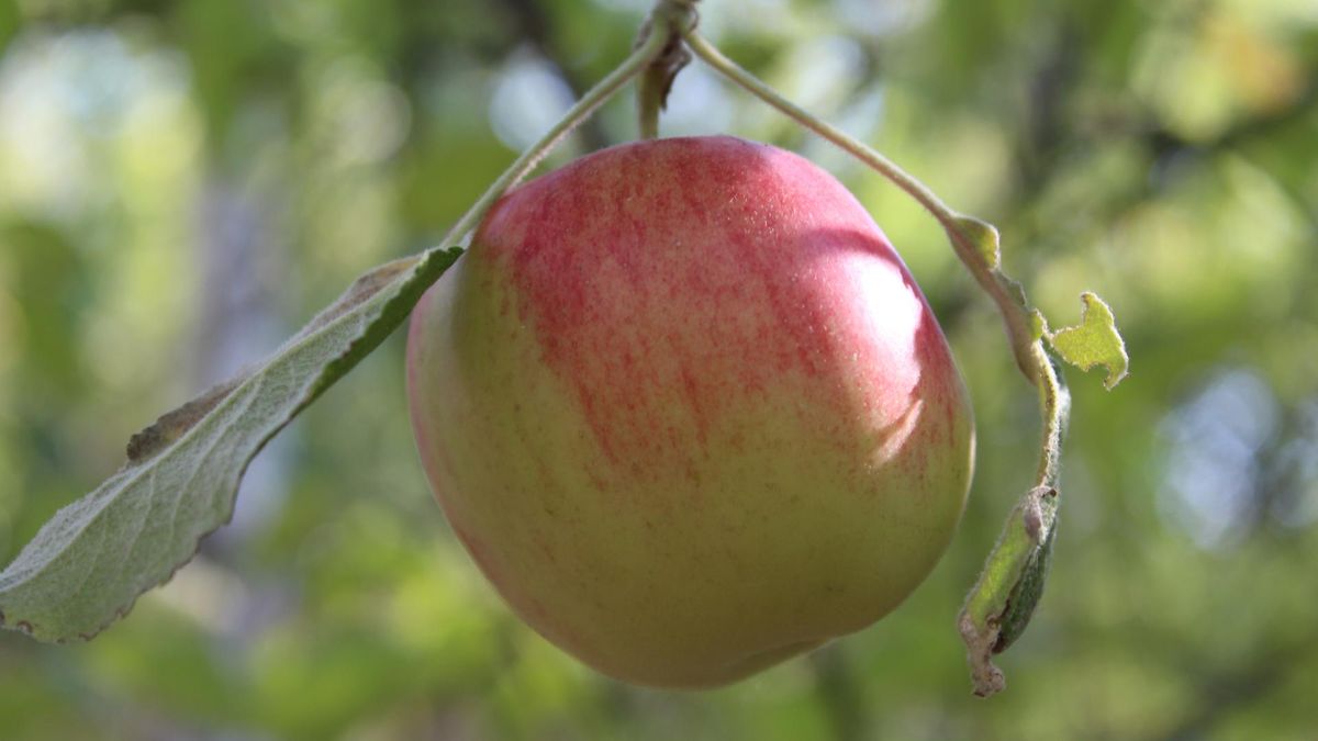 Najlepsze owoce świata. W rankingu znalazły się trzy pozycje pochodzące z Polski