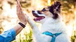 Te rasy psów są najlepsze dla seniorów. Idealni towarzysze spacerów i drzemek