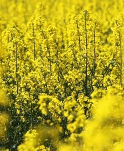 Rolnicy trują chemikaliami rzepak