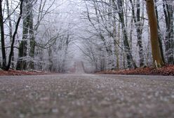 Ciężarówka amerykańskiej armii z pociskami wypadła z krajowej "27" koło Świdnicy