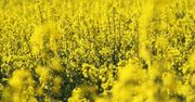 Rolnicy trują chemikaliami rzepak