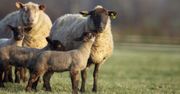 Koniec milczenia owiec