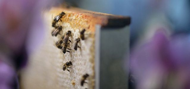 Dolnośląskie: Populacja pszczół po zimie zmniejszy się o ponad 30 proc.