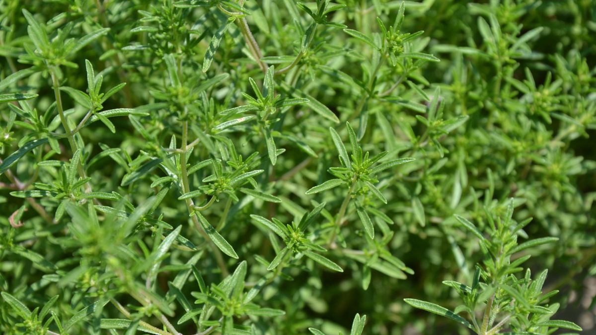 Cząber jest rośliną, która wykazuje działanie przeciwbakteryjne i przeciwgrzybicze