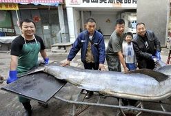 Chińscy rybacy złowili olbrzymiego miecznika