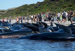 Nowa Zelandia: 240 waleni wyrzuconych na brzeg