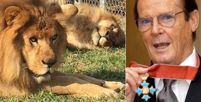 Roger Moore walczy o wolność dla 33 lwów