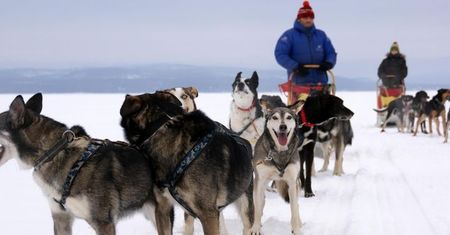 Polacy i husky podbiją Arktykę