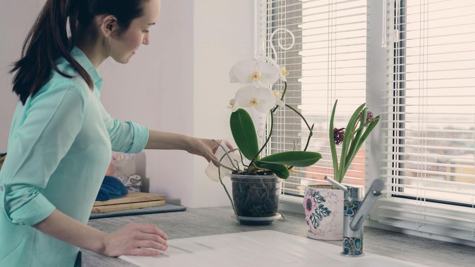 Błąd w pielęgnacji storczyków. Nagminnie popełniany podczas upałów