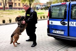 Policyjny pies uratował zaginionego Pomorzanina. ''Nie potrafił trafić do domu''