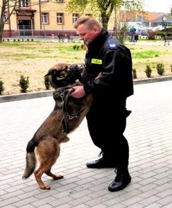 Policyjny pies uratował zaginionego Pomorzanina. ''Nie potrafił trafić do domu''