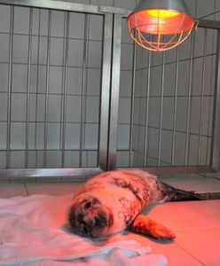 Helscy naukowcy ratują ''Chałkę''. ''Z dnia na dzień jest coraz silniejsza''