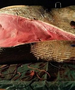 Helscy badacze ustalili, że odnaleziony w Stegnie wieloryb to finwal