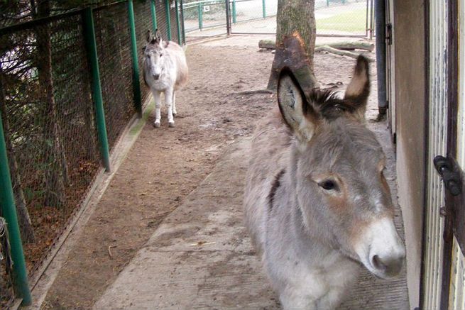 Słynne osiołki z Poznania spodziewają się potomstwa