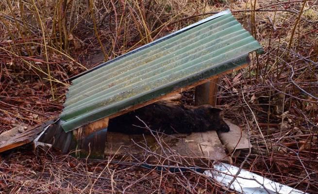 Na drodze do Malborka ktoś porzucił martwego psa wraz z budą. Policja szuka sprawcy