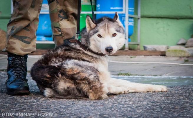 Wzrasta liczba bezdomnych zwierząt. Większość z opiekunów nie trafia do więzień