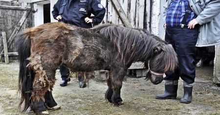 Pomorscy inspektorzy ''Animals'' uratowali zaniedbanego kucyka