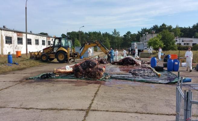 Wieloryb zostanie na Helu. Zakończyła się sekcja zwłok ssaka