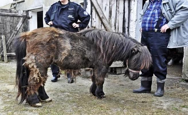 Pomorscy inspektorzy ''Animals'' uratowali zaniedbanego kucyka