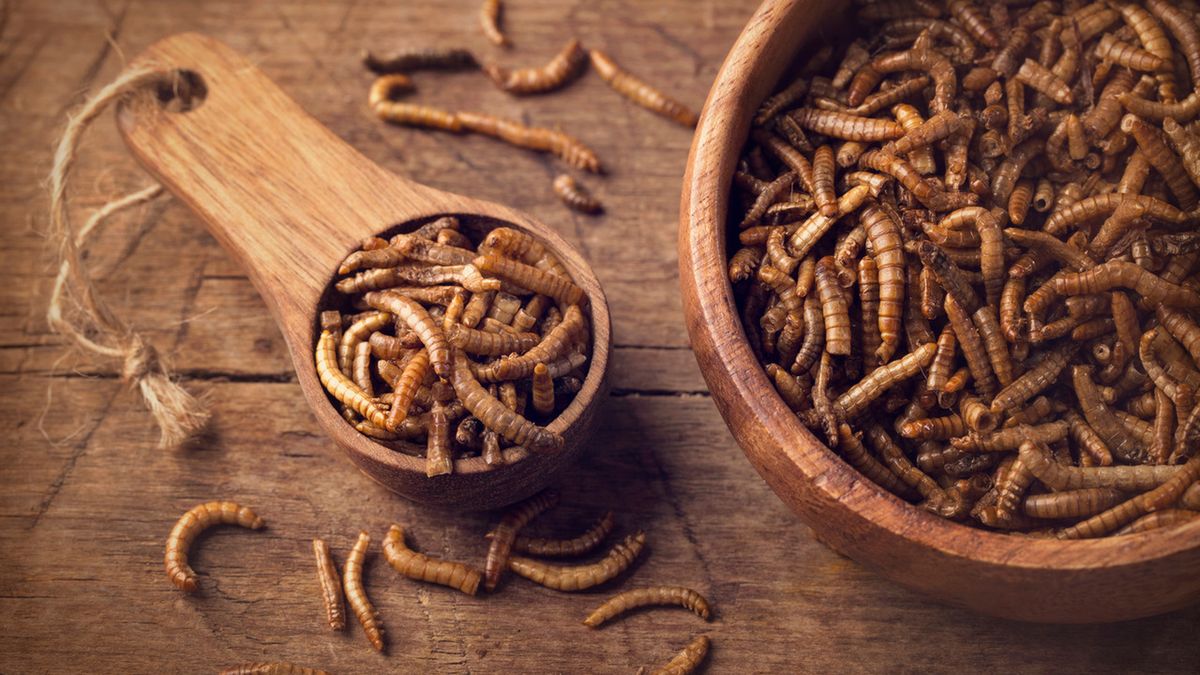 Novel food (nowa żywność) to między innymi suszone larwy mącznika.