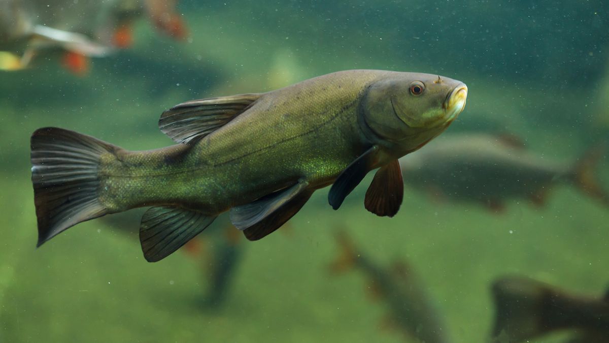 Lin to ryba z rodziny karpiowatych.