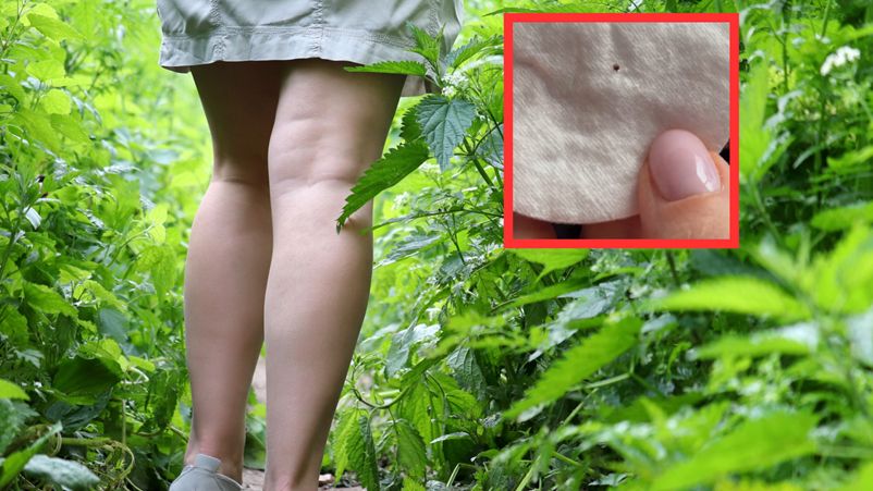 Jak usunąć kleszcza?