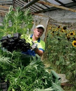 Polacy pracują jak niewolnicy w Holandii