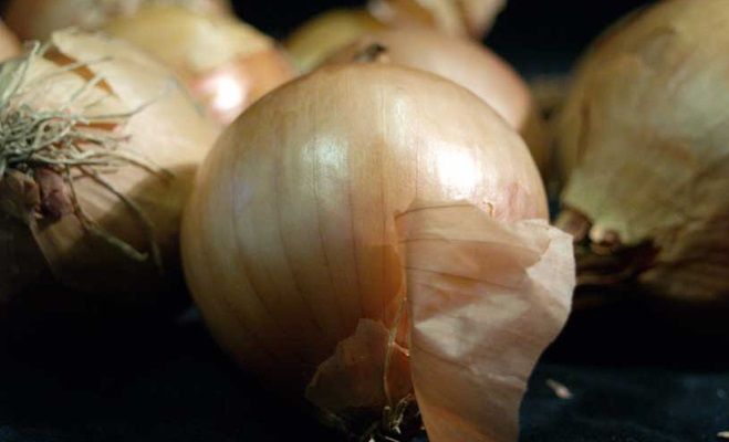 Naukowcy stworzyli sztuczne mięśnie z... cebuli