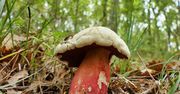 Grzyby niejadalne z gąbką. Jak je rozpoznać?