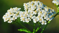 Krwawnik pospolity - charakterystyka, właściwości, zastosowanie, przeciwwskazania, przepis na sok i wywar