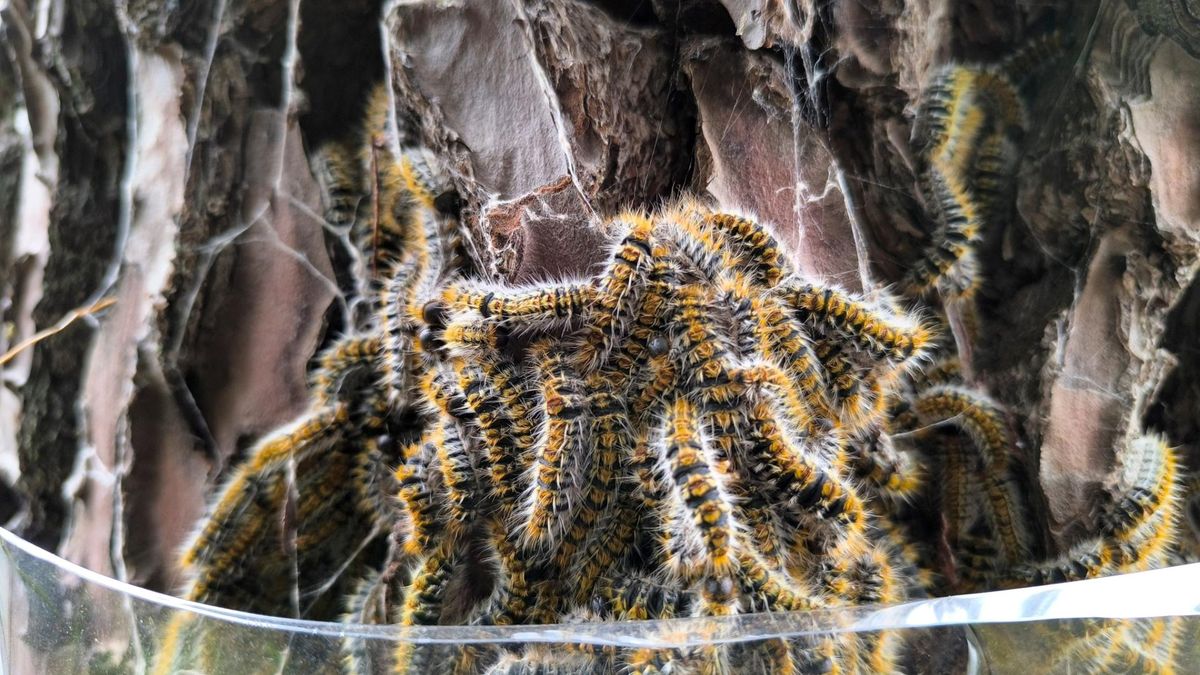 Groźne gąsienice atakują. Nie wolno ich dotykać