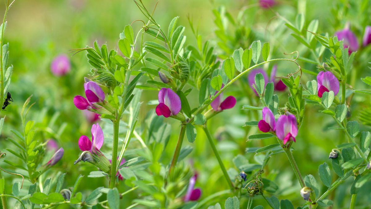 Wyka siewna to roślina stosowana w medycynie naturalnej i kosmetyce.