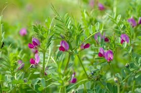 Wyka siewna - skład, właściwości, wskazania, przeciwwskazania, jak stosować