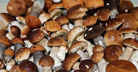 Toksykolog ostrzega. "Są najbardziej trujące, zostawmy je w lesie"