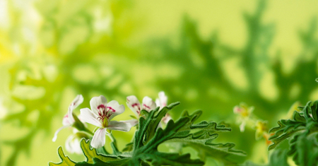 Geranium (anginka) – zastosowanie i właściwości lecznicze