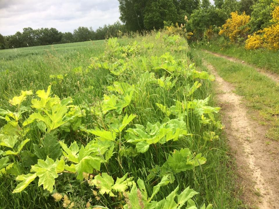 To włoski na łodygach i liściach barszczu wydzielają parzącą substancję