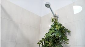 Dlaczego jesienią warto trzymać eukaliptusa w łazience pod prysznicem?