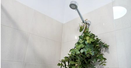 Dlaczego jesienią warto trzymać eukaliptusa w łazience pod prysznicem?