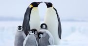 Gdzie żyją pingwiny i jakie mają zwyczaje?