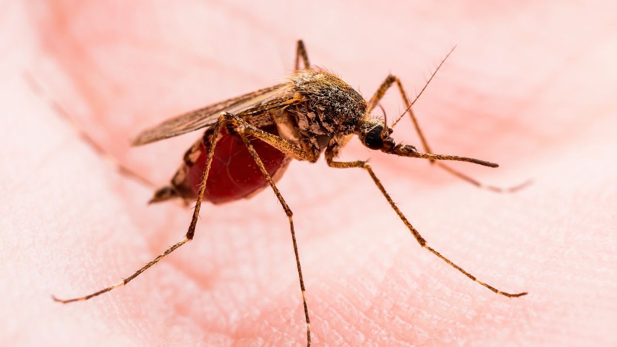 Uczulenie na komary jest nieprawidłową reakcją układu immunologicznego na ślinę komarzycy.