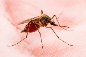 Uczulenie na komary u dzieci i dorosłych – jak sobie radzić?