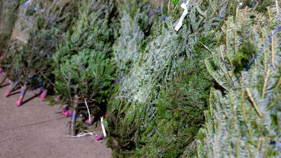 Jak przechowywać choinkę?