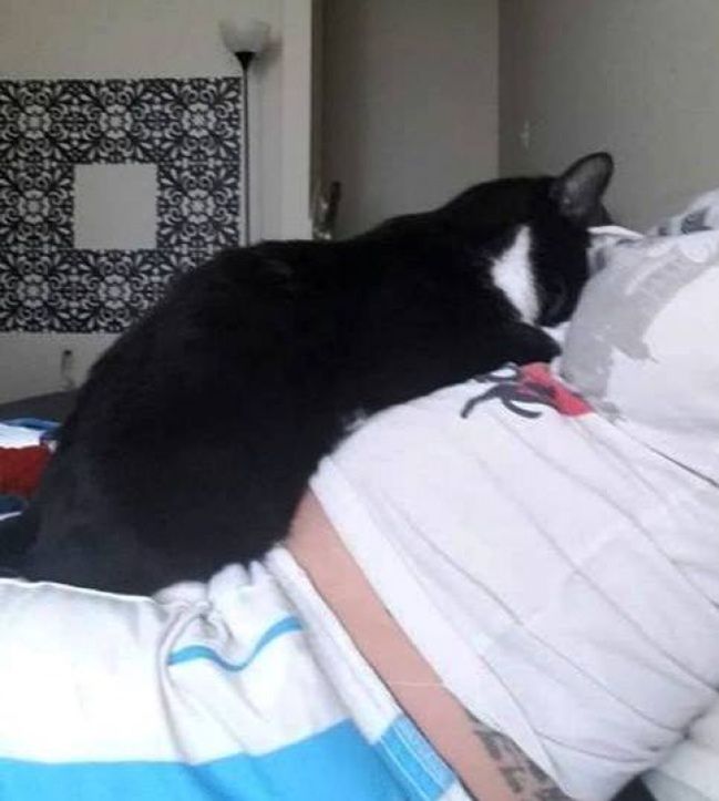 Kocica na brzuchu ciężarnej właścicielki
