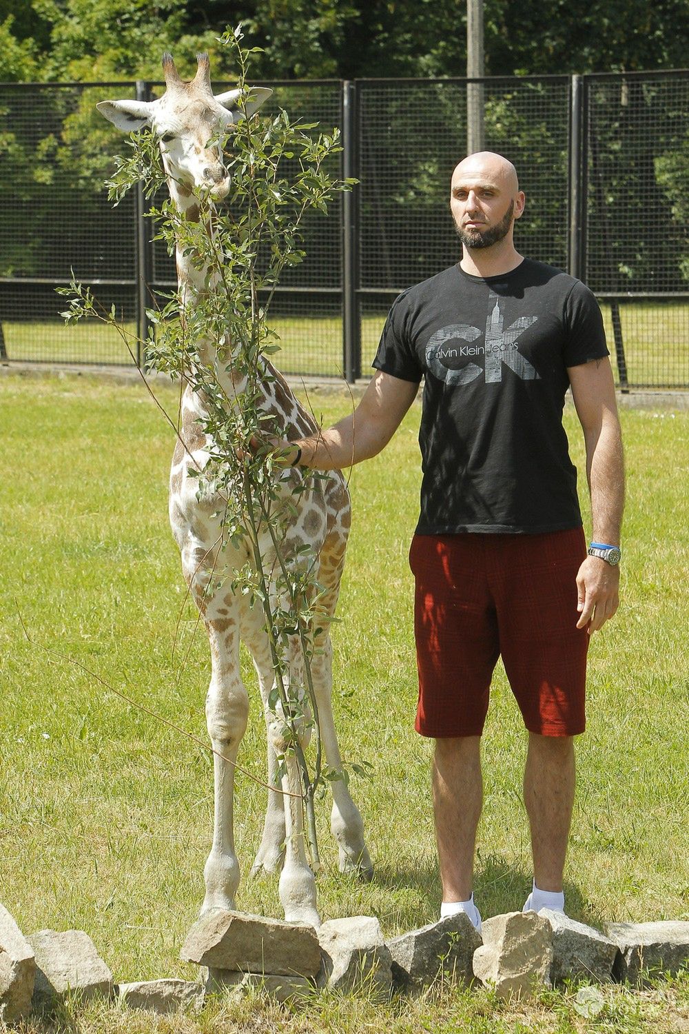 Marcin Gortat z żyrafą