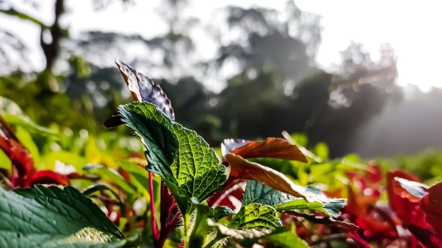 Pachnotka zwyczajna (Perilla frutescens), nazywana również pachnotką krzewiastą lub bazyliowatą to popularna w naszym kraju roślina ozdobna. 