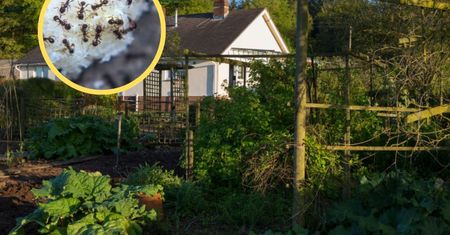 Mrówki się nie zbliżą. Sposób kosztuje grosze