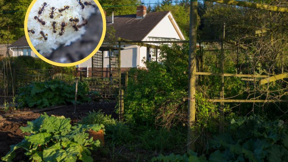 Mrówki się nie zbliżą. Sposób kosztuje grosze