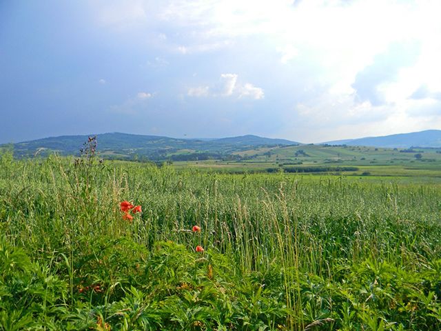 Obraz